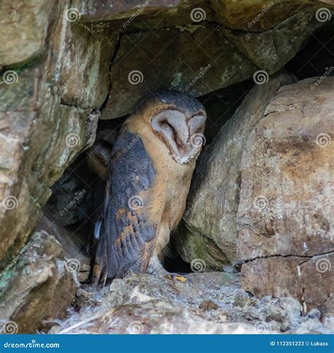 Couple Of Barn Owls In The Nesting Cave Royalty Free Stock Photography