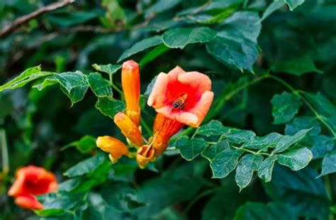 Trumpet Vines Care Tips For Beautiful Blooms