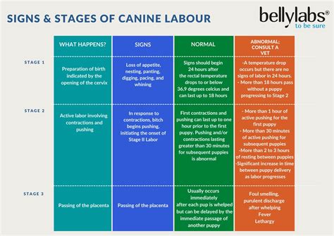 Signs And Stages of Dog Labor – Bellylabs