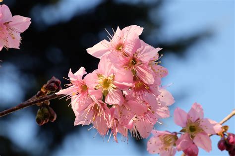 Fondos De Pantalla Comida Rama Fruta Flor De Cerezo Rosado