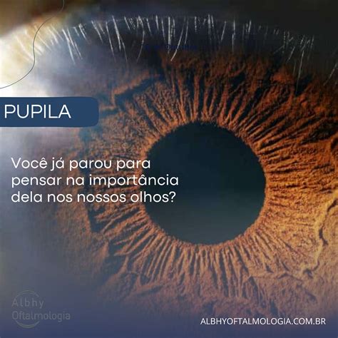 Qual É A Função Da Pupila - 👁️ Descubra a Função da Pupila! 👁️
