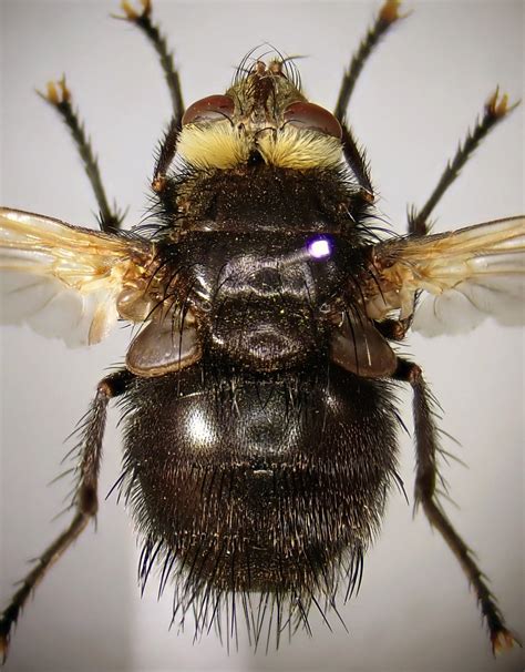 Tachina Grossa Pinned Male Sutton Park Birmingham 3 Flickr