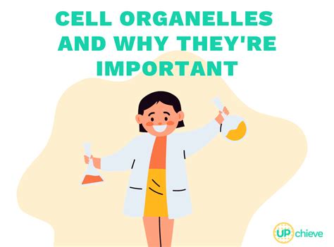 Cell Organelles and Why They're Important