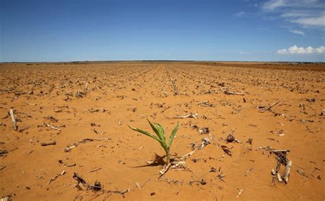 Drought costing agriculture sector billions