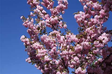 Premium Photo | Pink sakura tree brunch of sakura