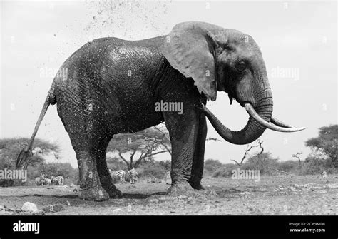 Textura De La Piel Del Elefante Schwarzwei Stockfotos Und Bilder Alamy