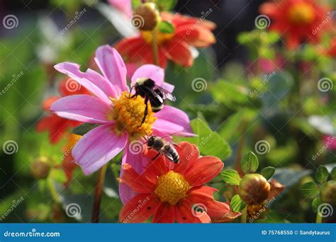 Two Bees On Pink Flower Stock Photo Image Of Bees Bloom 75768550