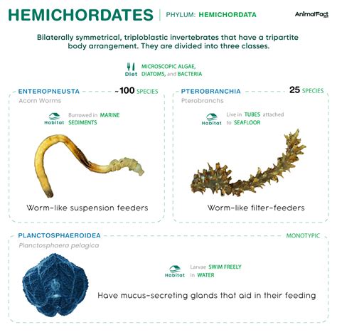 Hemichordates Examples Characteristics Anatomy And Pictures