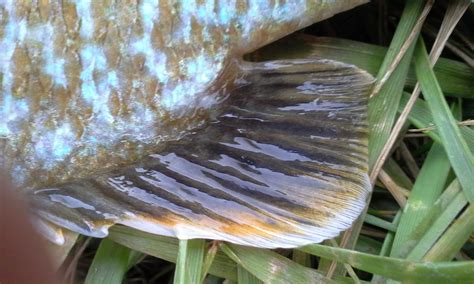 The Show Me Fly Guy: The Hybrid Bluegill/Sunfish- What You May Not Know