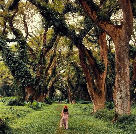 Keajaiban Alam Hutan De Djawatan Pesona Keindahan Dan Keunikan Flora