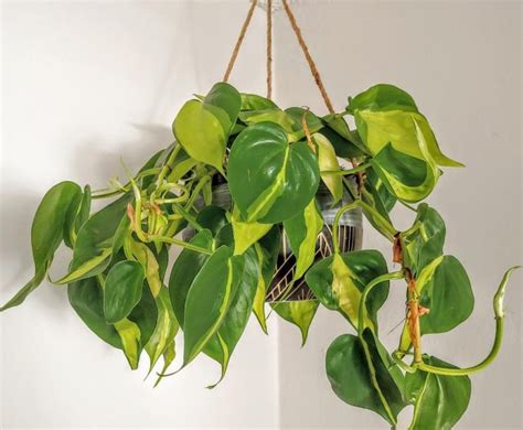 Top 5 Low-Light Hanging Plants