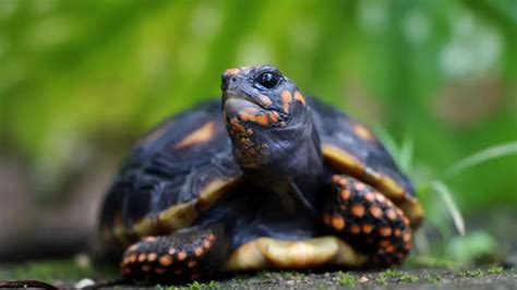 Como criar um jabuti em casa Quero Ser Veterinário