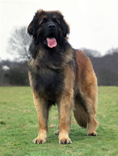 Leonberger Simba