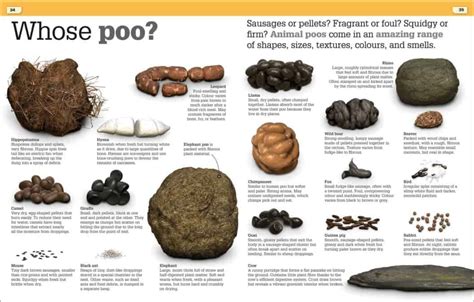 Get this brand new book about poo! It Can't Be True! Poo! from DK ...