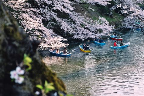 【2025東京櫻花】必去8個日本東京賞櫻景點、最新花況情報預測！ Mimi韓の旅遊生活