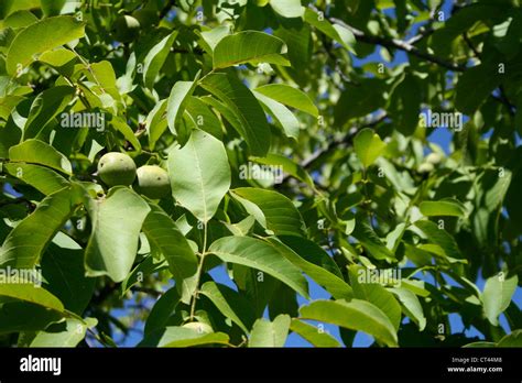 ENGLISH WALNUT TREE Stock Photo - Alamy