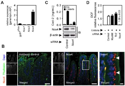 Activation Of The NADPH Oxidase Nox 4 Mediates Indirect Epithelial