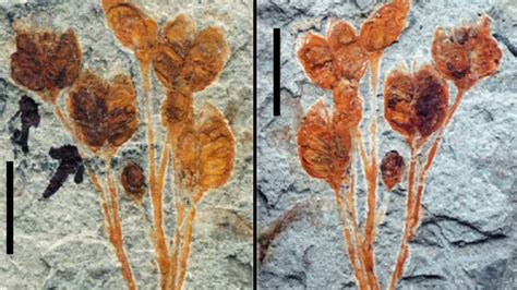 Gansufructus Saligna An Early Cretaceous Flowering Plant Youtube