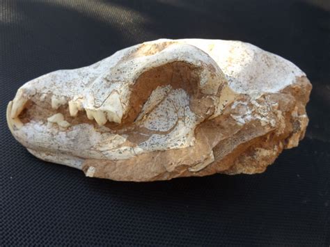 Fossil Skull Of A Hyena Ictitherium Sp 210 Mm Catawiki