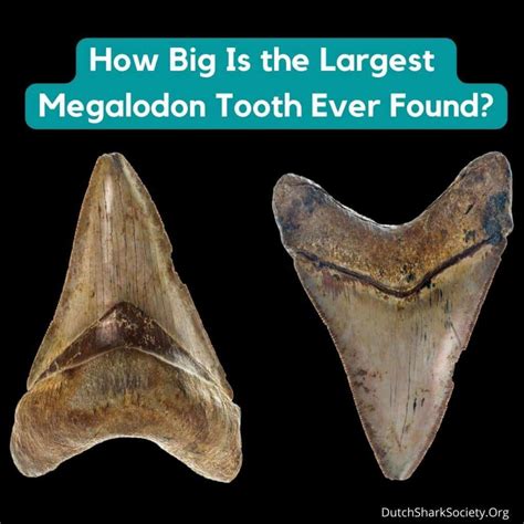 What Is The Biggest Megalodon Tooth Ever Found Dutch Shark Society