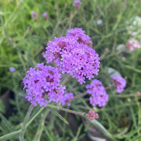 Verbena Lollipop Knights Garden Centres