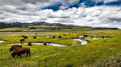 Free Images Landscape Nature Grass Field Farm Meadow Prairie