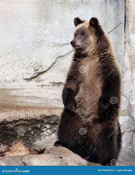 Grizzly bear cub stock image. Image of giant, grizzly - 21645723