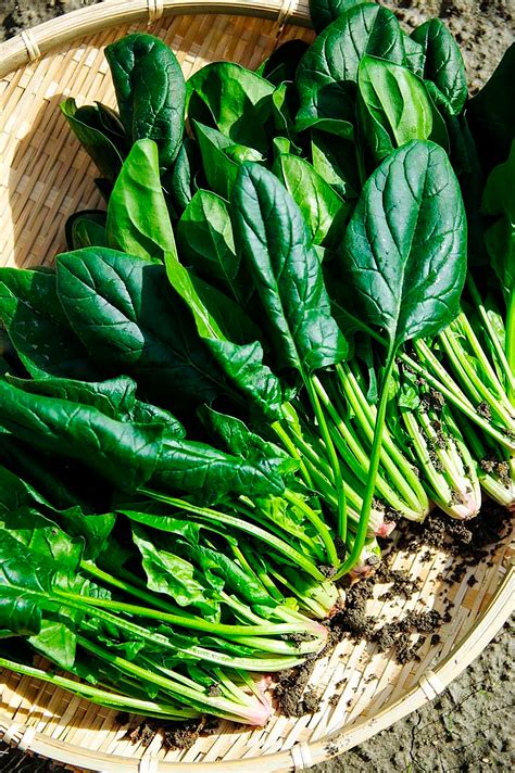 Vegetales De Hojas Verdes Beneficios Y Propiedades Infobae