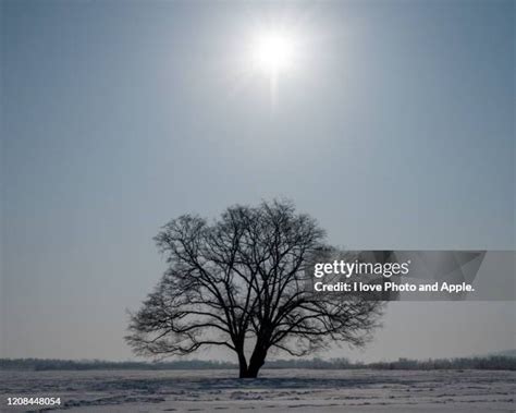 Japanese Elm Tree Photos and Premium High Res Pictures - Getty Images