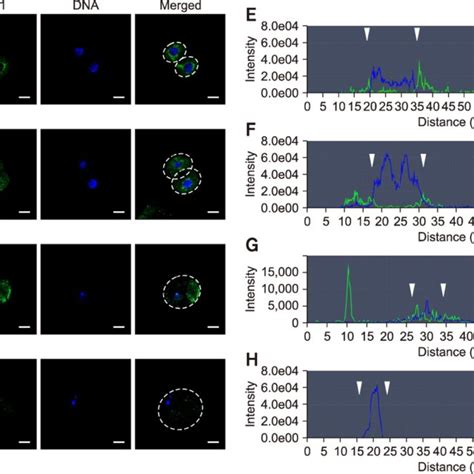 Quantitative Analysis Of Polo Like Kinase 1 Plk1 In Somatic Cell Download Scientific Diagram