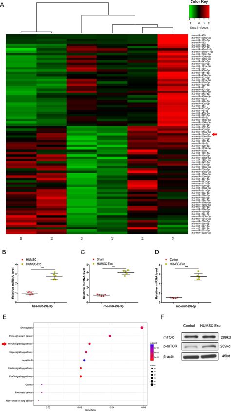 Mirna Sequencing Analysis A Heat Map Of Mirna Sequencing Mirna Seq Download Scientific