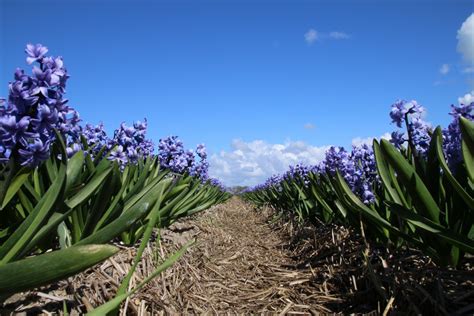 Banco De Imagens Panorama Natureza Plantar Campo Prado Flor