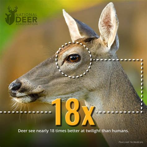 Facts About Deer Vision Hunters Should Know Bowhunting Net