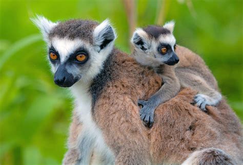 lemur ekor cincin fakta  tingkah laku