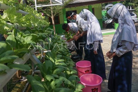 Siswa Slb Memanen Sayuran Hidroponik Antara Foto