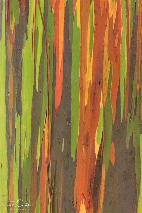 Rainbow Eucalyptus Detail Maui Hawaii Skyline Press