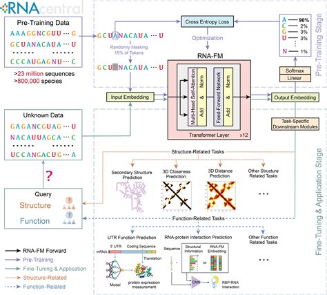 Rna Fm Rna Ai