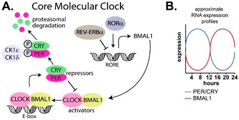 Clocks And Sleep Free Full Text The Cancer Clock Is Not Ticking Links Between Circadian