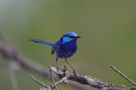 Splendid Fairy-wren photos and wallpapers. Collection of the Splendid ...