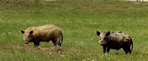 Hog Wild: Feral Hogs in the South - UF/IFAS Extension Marion County