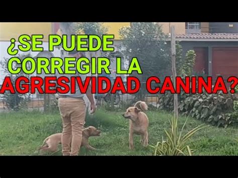 Perro Agresivo O Descontrolado Perro Pitbull Ataca A Perro De La