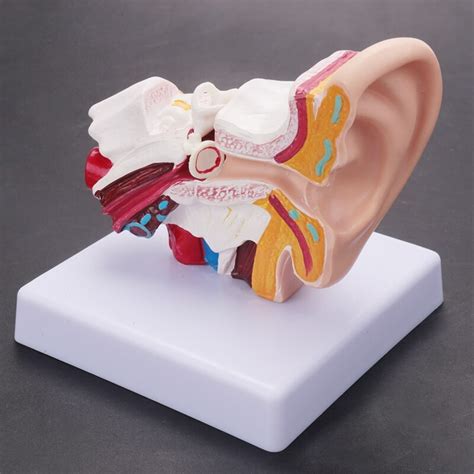 Human Ear Anatomy Model 15 Times Enlarged Pvc Anatomical Ear Model For