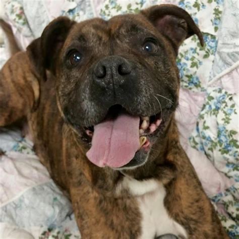 Boxer Puppies For Adoption In Ohio - Pudding to come