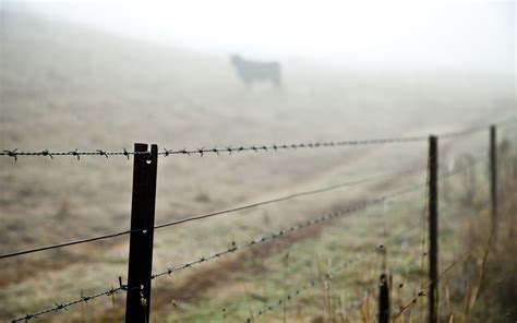 X Resolution Photo Of Barbed Wire Fence On Field Hd Wallpaper