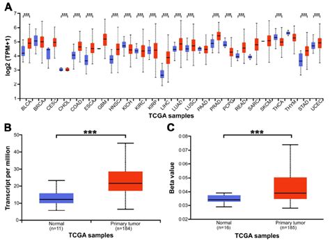 The Expression Level Of Mettl In Esca And Adjacent Normal Esophageal