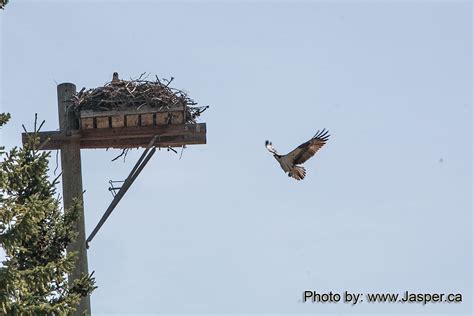 Osprey Nest | Jasper Alberta Canada