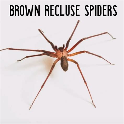 Brown Recluse Spider Identification