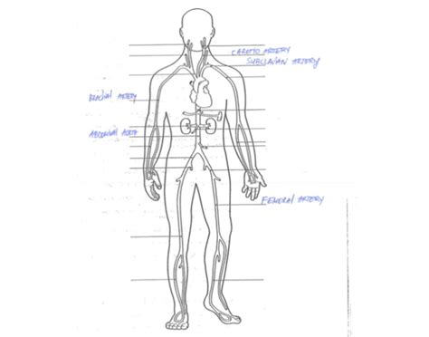 label arteries quiz