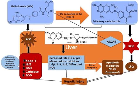 A Schematic Representation Of Possible Mechanism Underlying