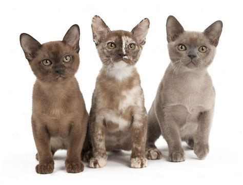 Discover The 10 Beautiful Burmese Cat Colors Royal Esprit Burmese Cattery